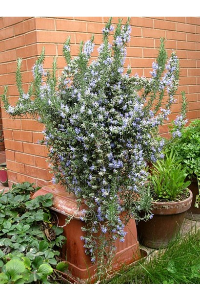 Кущ розмарину Блю Вінтер в горщику